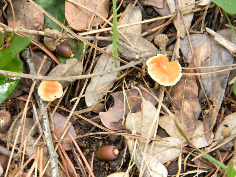 1)Ritrovamenti del 21.10.2011.sotto Leccio e Pino marino