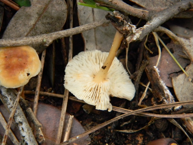 1)Ritrovamenti del 21.10.2011.sotto Leccio e Pino marino