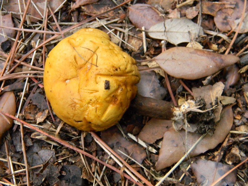 Ritrovamento del 25.10.2011.bosco di Leccio e Pino marino