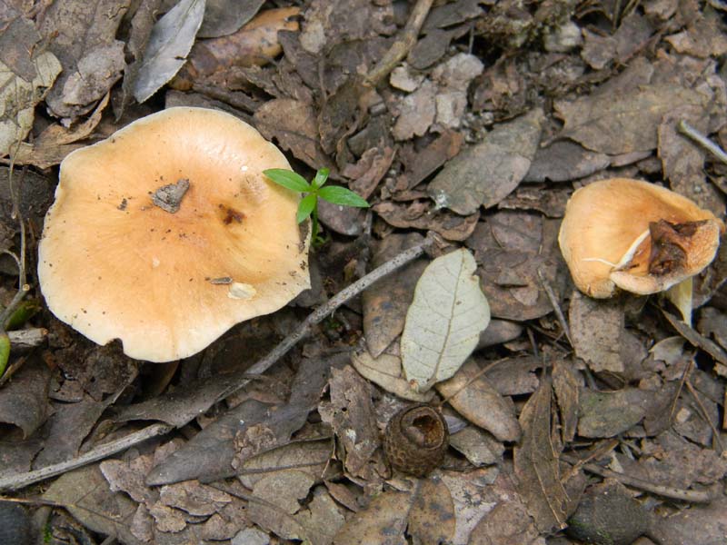 Ritrovamenti del 29.03.2011.