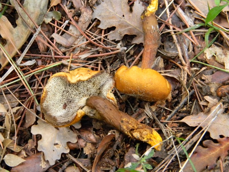 Ritrovamento del 25.10.2011.bosco di Leccio e Pino marino
