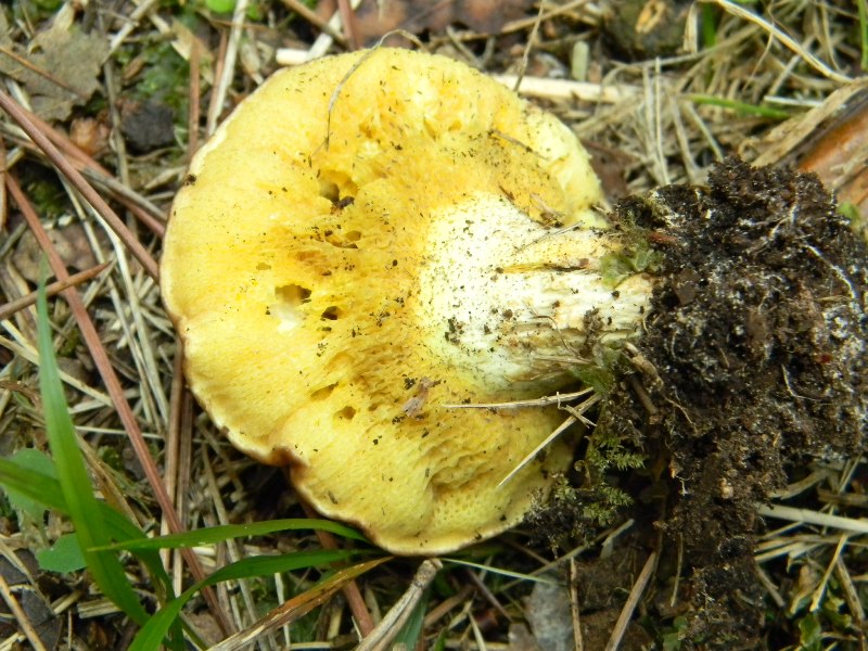 1)Ritrovamenti del 21.10.2011.sotto Leccio e Pino marino