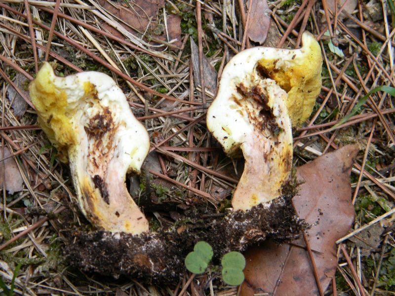 1)Ritrovamenti del 21.10.2011.sotto Leccio e Pino marino