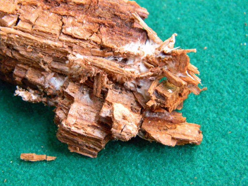 1)Ritrovamenti del 21.10.2011.sotto Leccio e Pino marino