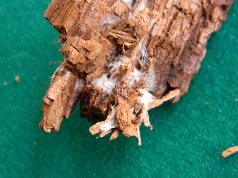 1)Ritrovamenti del 21.10.2011.sotto Leccio e Pino marino