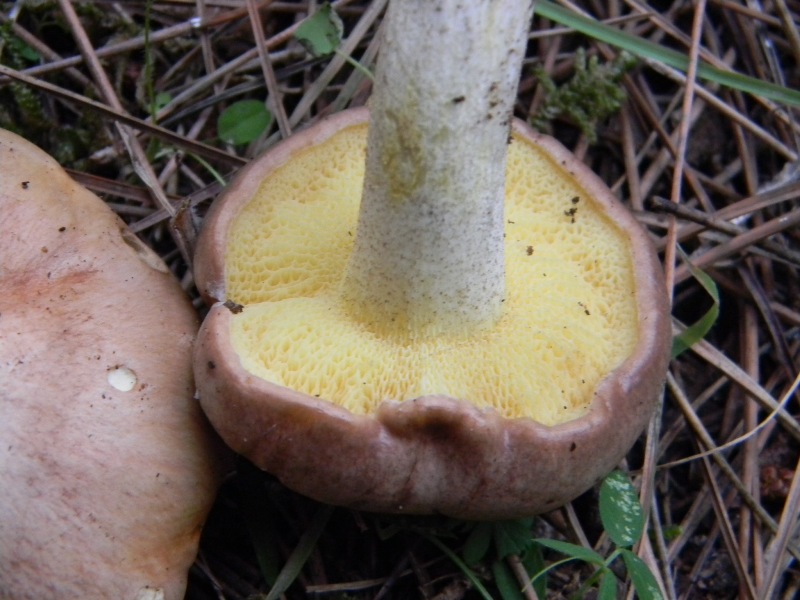 Ritrovamenti del 25.10.2011.sotto Leccio e Pino marino