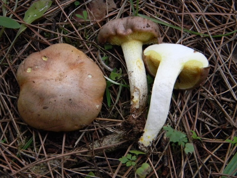 Ritrovamenti del 25.10.2011.sotto Leccio e Pino marino