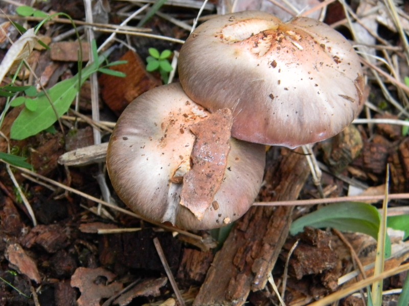 Ritrovamenti del 25.10.2011.sotto Leccio e Pino marino