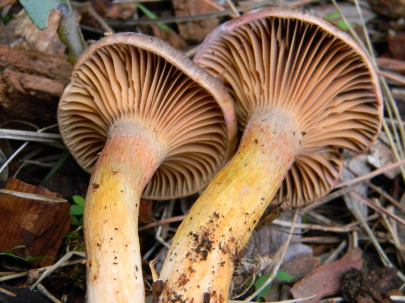 Ritrovamenti del 25.10.2011.sotto Leccio e Pino marino