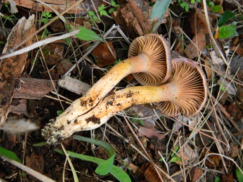 Ritrovamenti del 25.10.2011.sotto Leccio e Pino marino