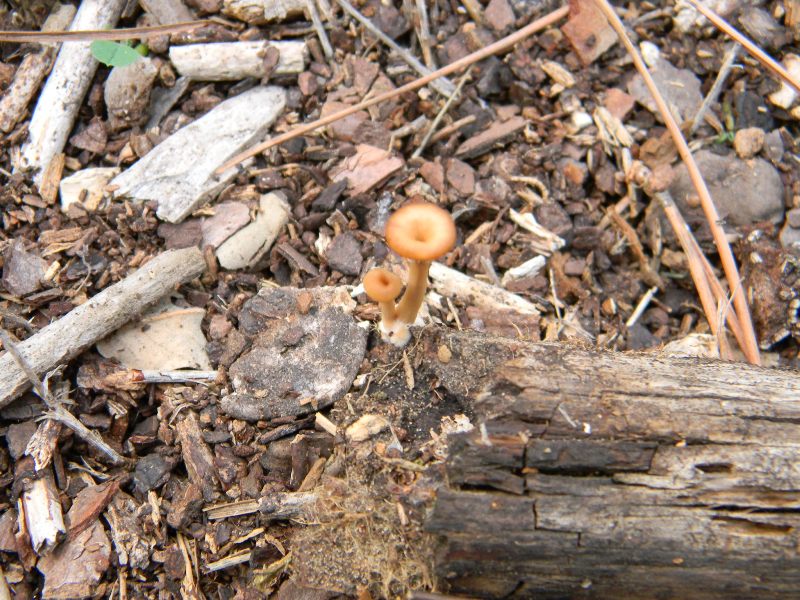 Ritrovamenti del 25.10.2011.sotto Leccio e Pino marino