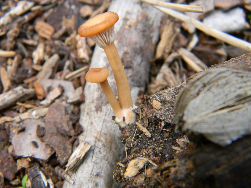 Ritrovamenti del 25.10.2011.sotto Leccio e Pino marino