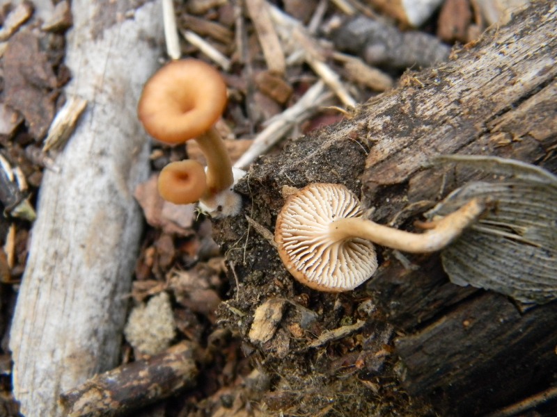 Ritrovamenti del 25.10.2011.sotto Leccio e Pino marino