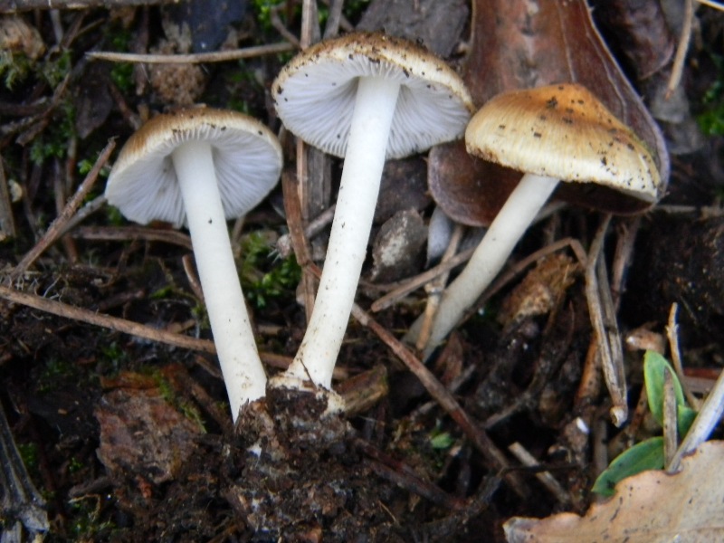 1/Ritrovamenti del 25.10.2011.sotto Leccio e Pino marino