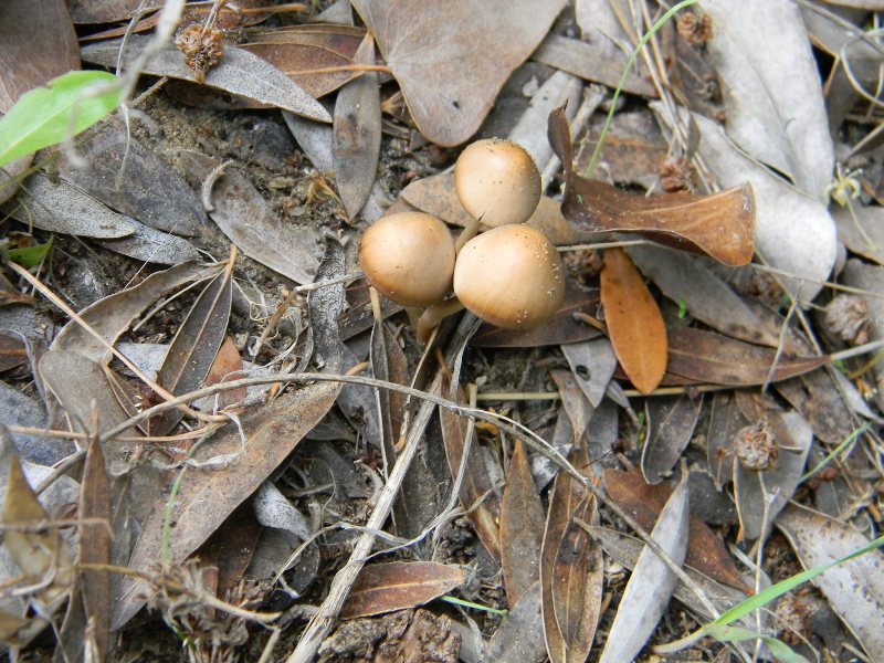1/Ritrovamenti del 25.10.2011.sotto Leccio e Pino marino
