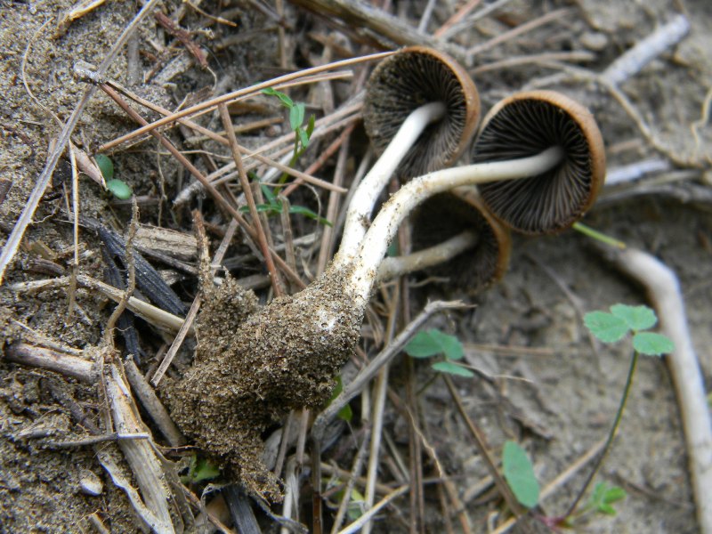 1/Ritrovamenti del 25.10.2011.sotto Leccio e Pino marino