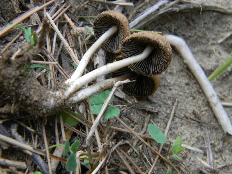 1/Ritrovamenti del 25.10.2011.sotto Leccio e Pino marino