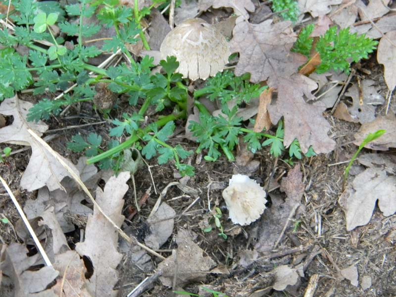 Alcuni ritrovamenti del 5.04.2011.sotto Quercia