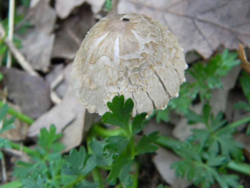 Alcuni ritrovamenti del 5.04.2011.sotto Quercia