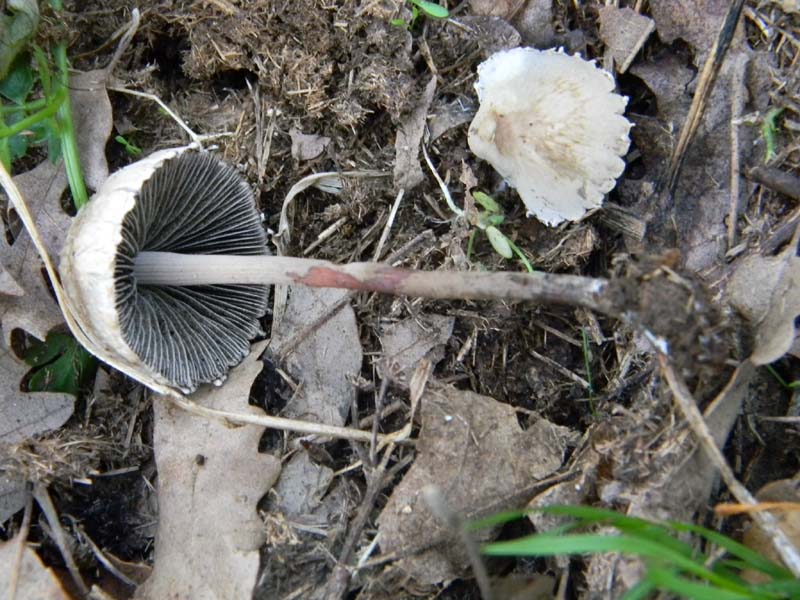 Alcuni ritrovamenti del 5.04.2011.sotto Quercia