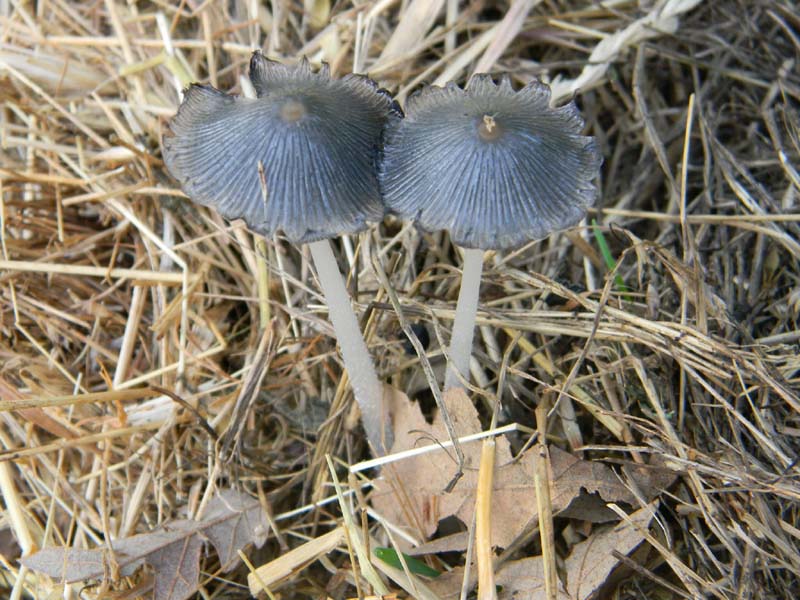 Alcuni ritrovamenti del 5.04.2011.sotto Quercia