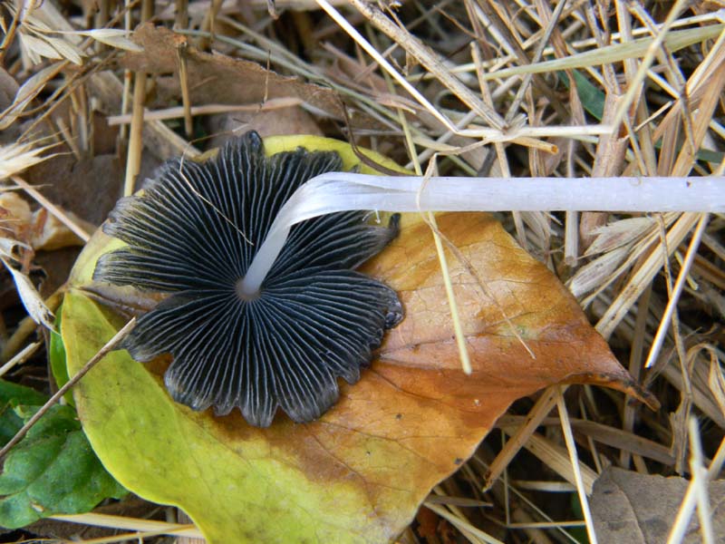 Alcuni ritrovamenti del 5.04.2011.sotto Quercia