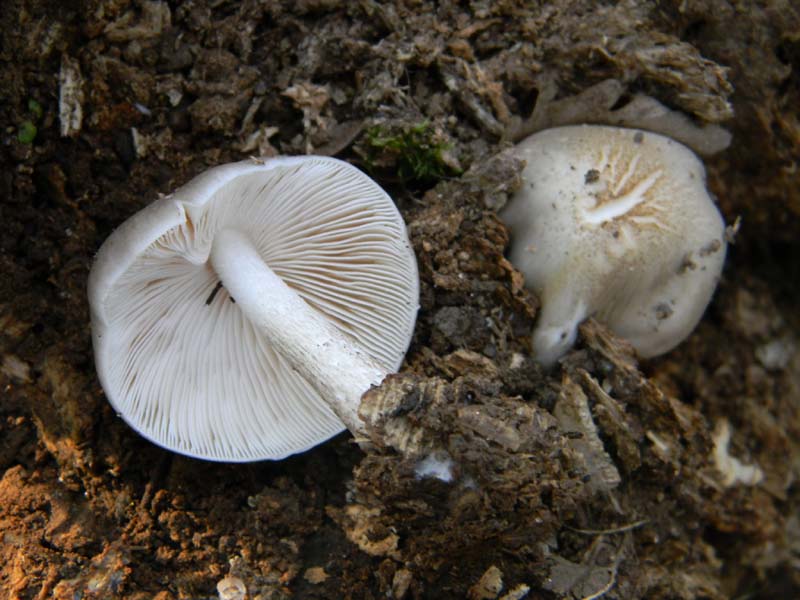 Alcuni ritrovamenti del 5.04.2011.sotto Quercia