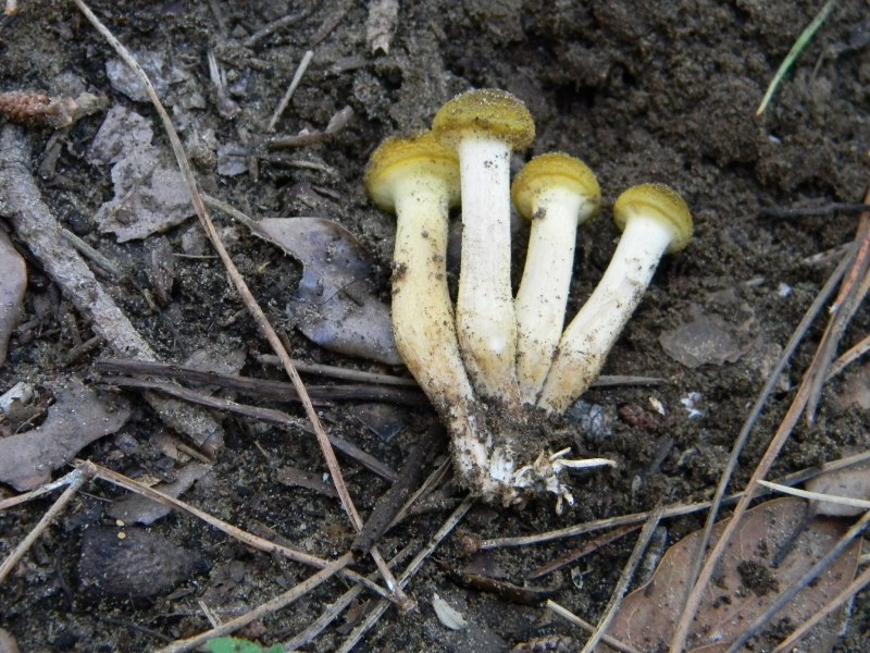 2/ Ritrovamenti del 25.10.2011.sotto Leccio e Pino marino