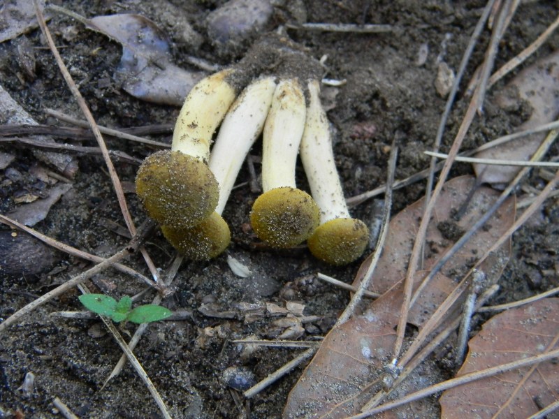 2/ Ritrovamenti del 25.10.2011.sotto Leccio e Pino marino