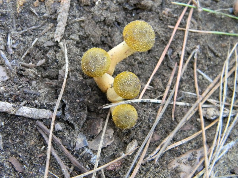 2/ Ritrovamenti del 25.10.2011.sotto Leccio e Pino marino