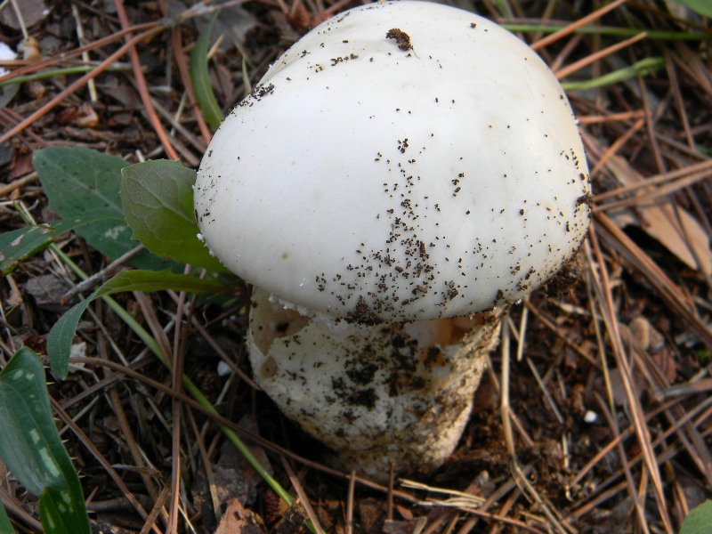 1/Ritrovamenti del 25.10.2011.sotto Leccio e Pino marino