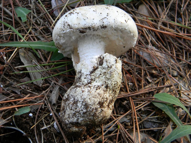 1/Ritrovamenti del 25.10.2011.sotto Leccio e Pino marino