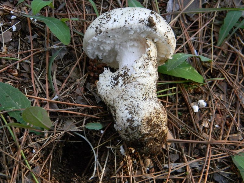 1/Ritrovamenti del 25.10.2011.sotto Leccio e Pino marino