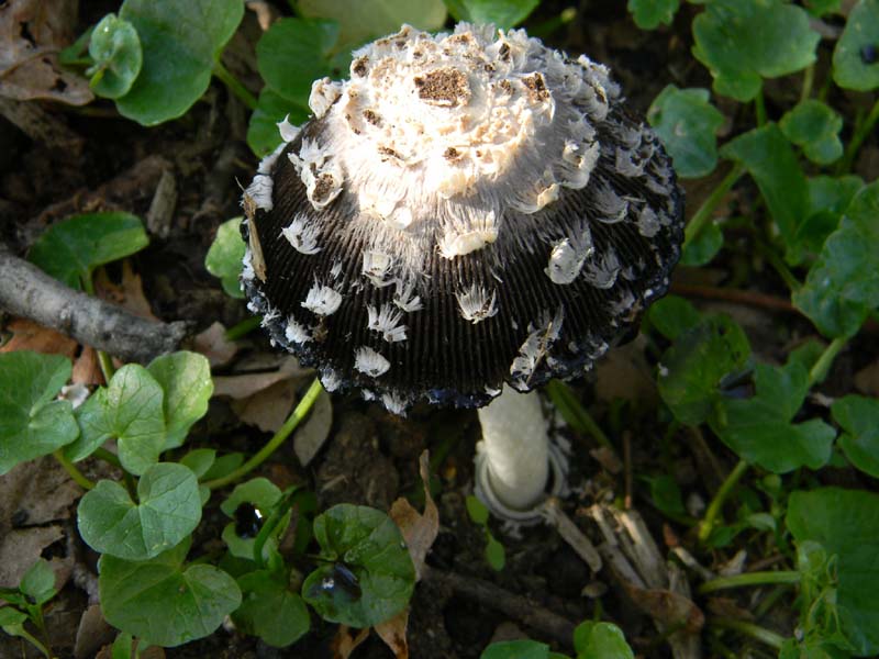 Alcuni ritrovamenti del 5.04.2011.sotto Quercia