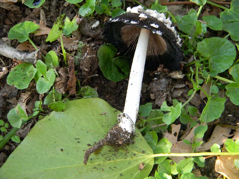 Alcuni ritrovamenti del 5.04.2011.sotto Quercia