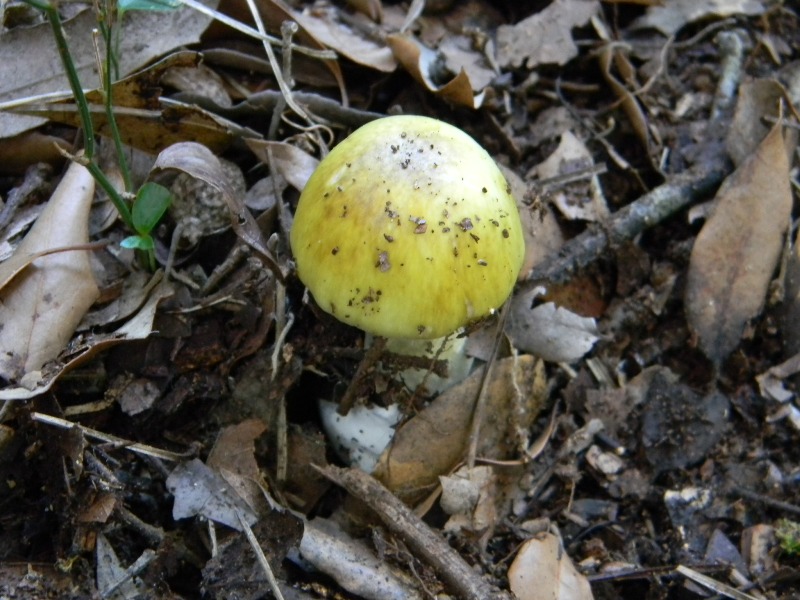 2/ Ritrovamenti del 25.10.2011.sotto Leccio e Pino marino
