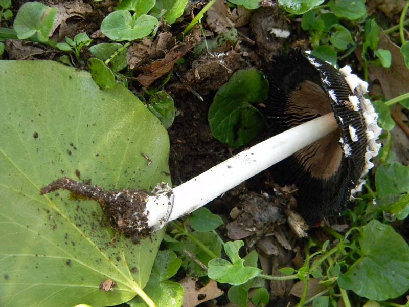 Alcuni ritrovamenti del 5.04.2011.sotto Quercia