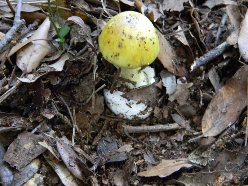2/ Ritrovamenti del 25.10.2011.sotto Leccio e Pino marino