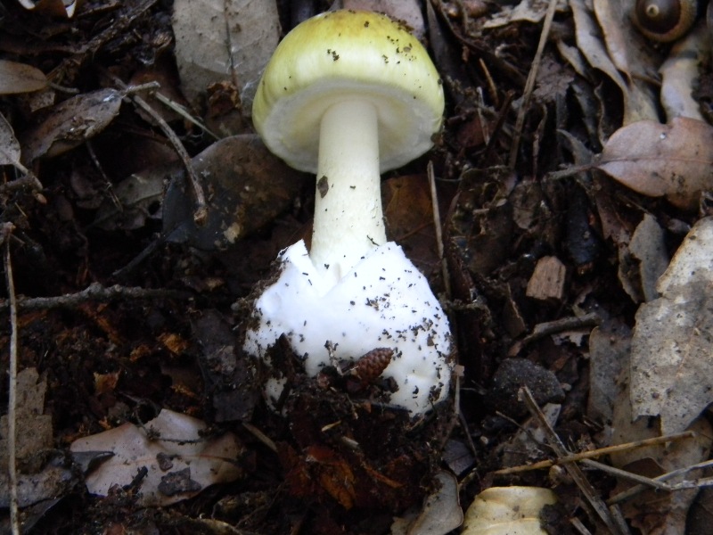 2/ Ritrovamenti del 25.10.2011.sotto Leccio e Pino marino