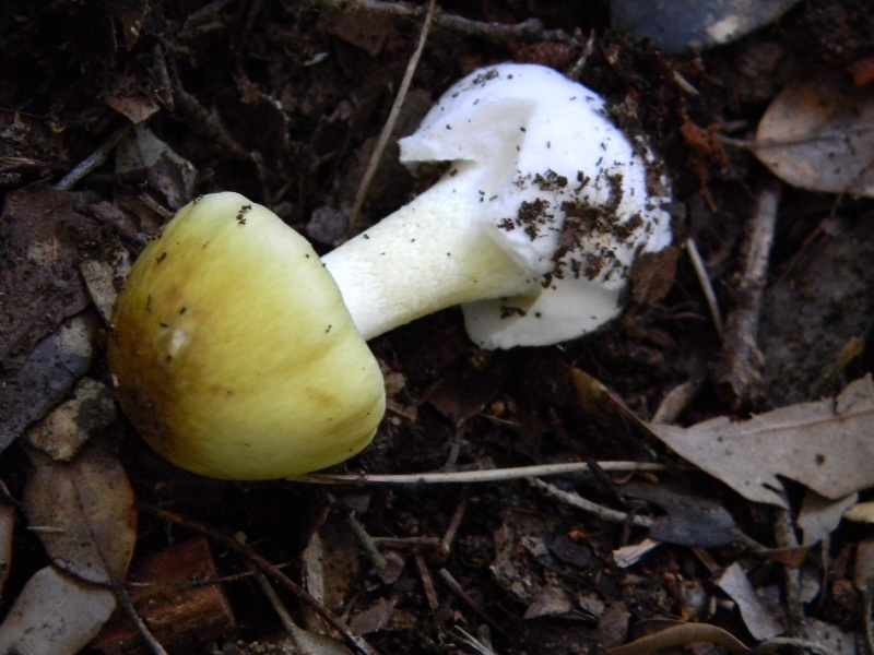 2/ Ritrovamenti del 25.10.2011.sotto Leccio e Pino marino