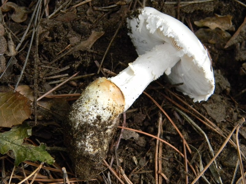 2/ Ritrovamenti del 25.10.2011.sotto Leccio e Pino marino