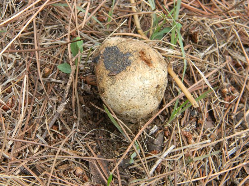 2/ Ritrovamenti del 25.10.2011.sotto Leccio e Pino marino