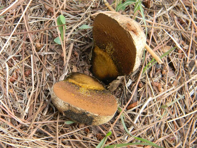 2/ Ritrovamenti del 25.10.2011.sotto Leccio e Pino marino