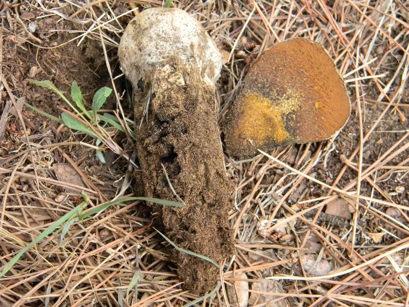 2/ Ritrovamenti del 25.10.2011.sotto Leccio e Pino marino