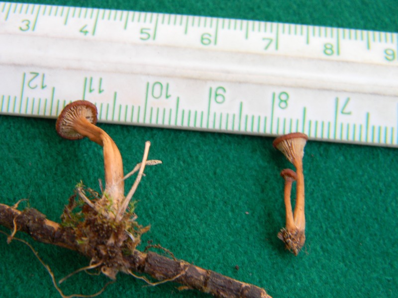 Ritrovamenti del 25.10.2011.sotto Leccio e Pino marino