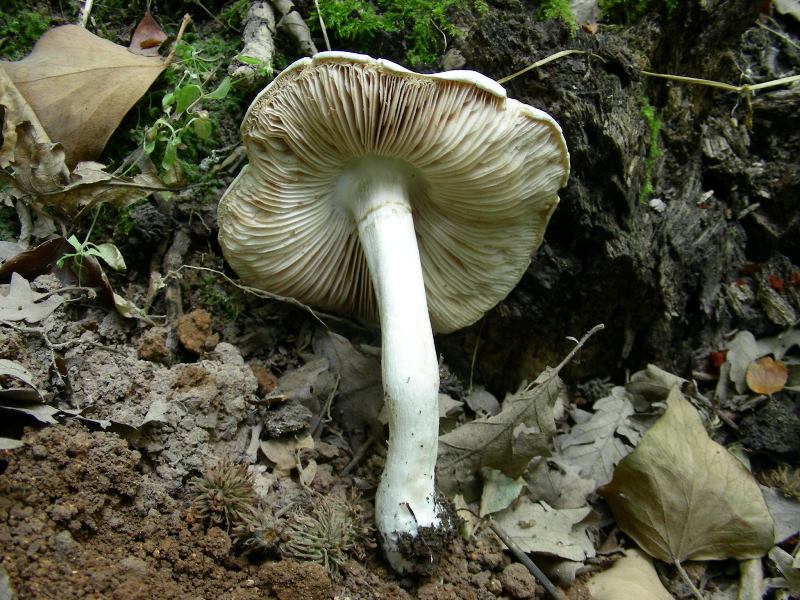 2) Vecchio ritrovamento del mese di luglio sotto Quercia