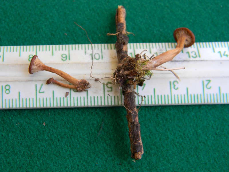 Ritrovamenti del 25.10.2011.sotto Leccio e Pino marino