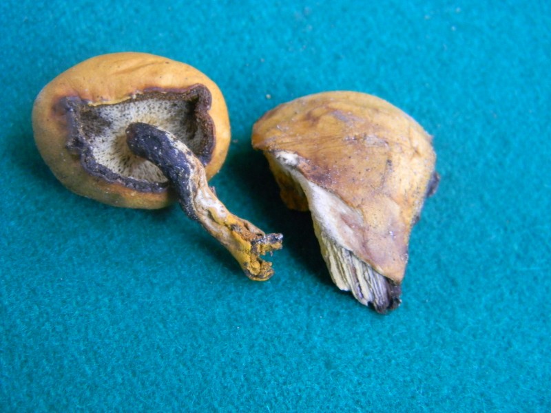 Ritrovamento del 25.10.2011.bosco di Leccio e Pino marino