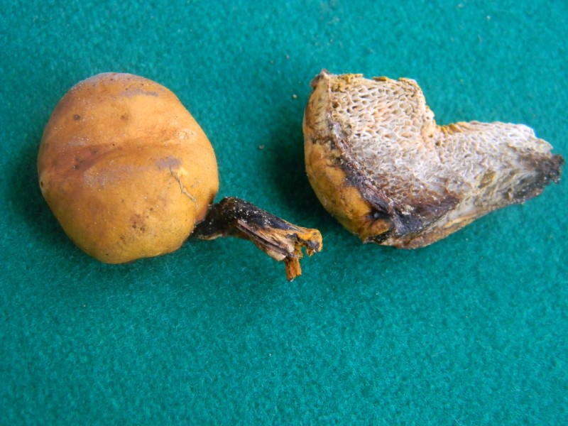 Ritrovamento del 25.10.2011.bosco di Leccio e Pino marino