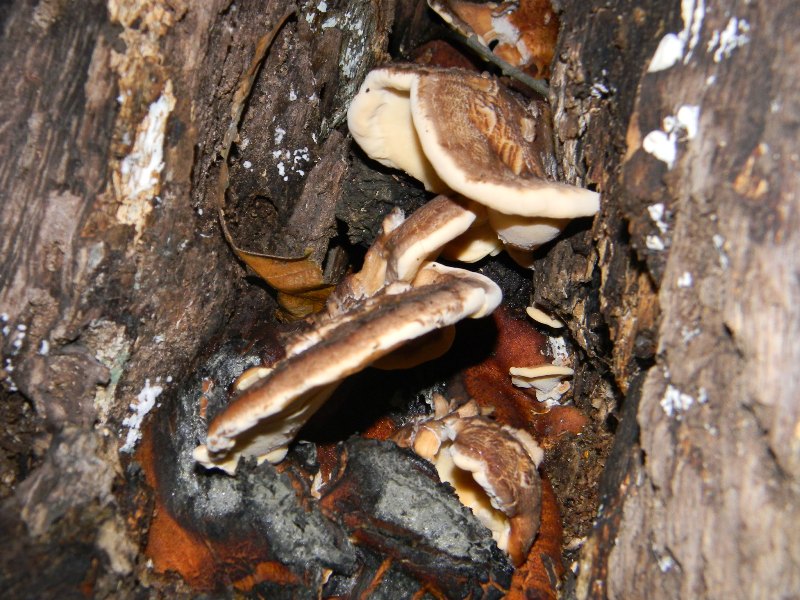 Prevalenza legnicoli sotto Castagno Leccio Quercia 28.10.11